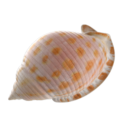 shell_1.png shell_1.png