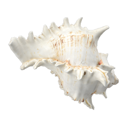 shell_2.png shell_2.png